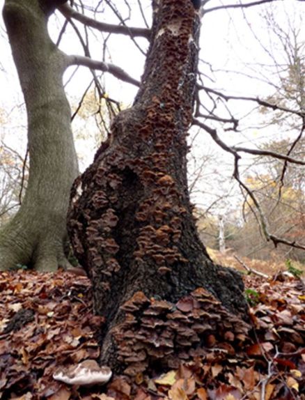 Abundant along a dead birch (adjacent to a single Ganoderma australe bracket) at Epping Forest, Essex 